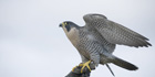 Axis Communications Video Encoders Help Monitor Breeding Of Peregrine Falcons In Norwich