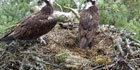 Axis Network Cameras Chosen By The Scottish Wildlife Trust To Track Arrival Of Rare Osprey
