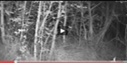 Raytec IR CCTV Captures Rare Wildlife Footage