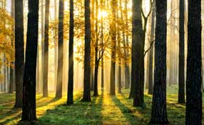 Video Surveillance Is Everywhere – Even In The Woods