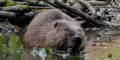 Bosch Cameras Capture Rare Beaver Footage In Demanding Conditions