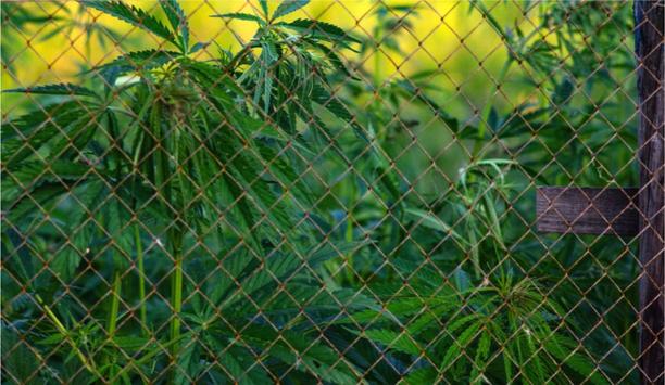What are the Security Challenges of Protecting the Cannabis Industry?