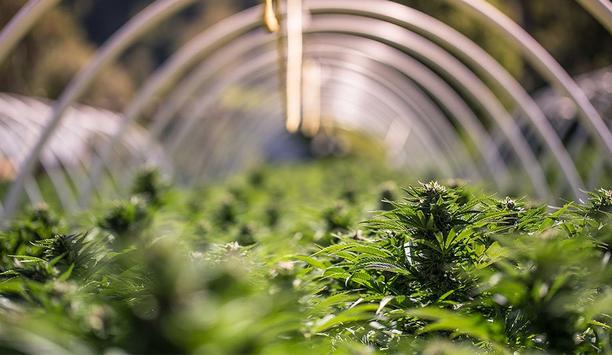 Salient Systems Highlights What Cannabis Operators Need To Know With Widespread Legalization And Medical Use Of Cannabis