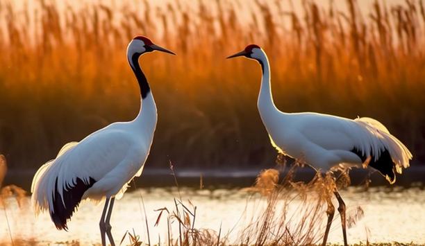 Dahua Tech: Smart Tech Revolutionizes Conservation Of Critically Endangered Cranes