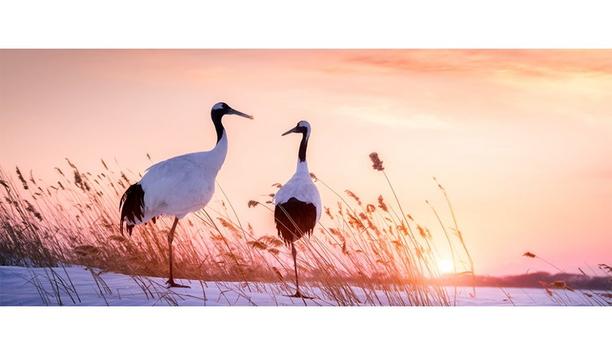 Dahua Technology Helps Protect Wetland Ecology And Bird Migration At A Reserve On The South Bank Of The Yangtze River, In China
