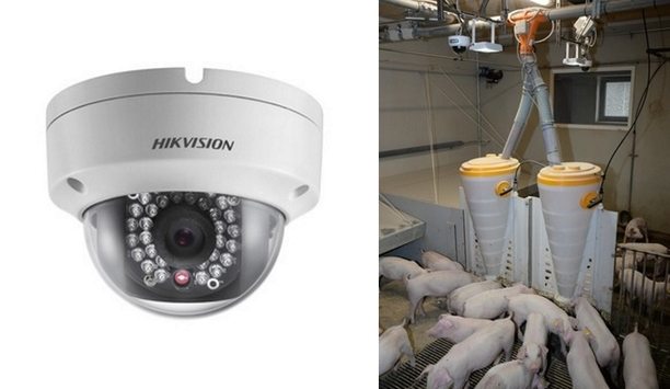Hikvision Mini-Dome Cameras And SKOV VMS Used For Calculating And Monitoring Pigs' Weight