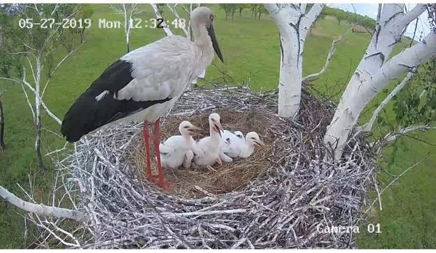Hikvision Cameras Provided By WWF Russia Aid In Monitoring The Hatching Of Endangered Oriental Storks In Amur, Russia