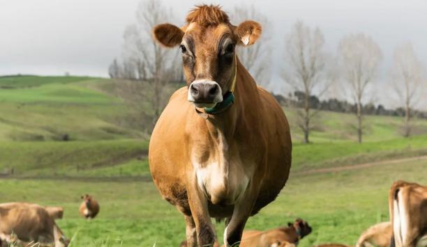 Nedap Advances NZ Dairy With Livestock Technology