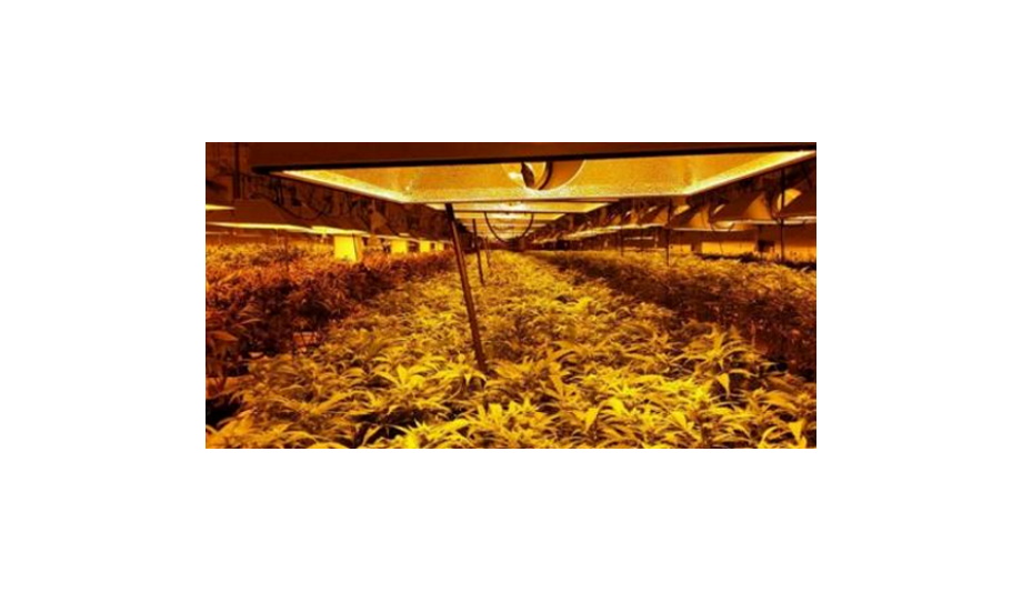 OPTEX REDSCAN Laser Detectors Deployed For High Security Detection At The Medical Marijuana Grow Op Facilities