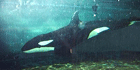Milestone IP Video Solution Enables Dolfinarium Visitors To View Live Video Stream Of Resident Orca Whale