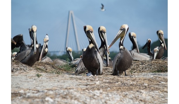 Vicon Industries Installs SN673V-B Cruiser PTZ Camera At Charleston Harbor For The Pelicam Project