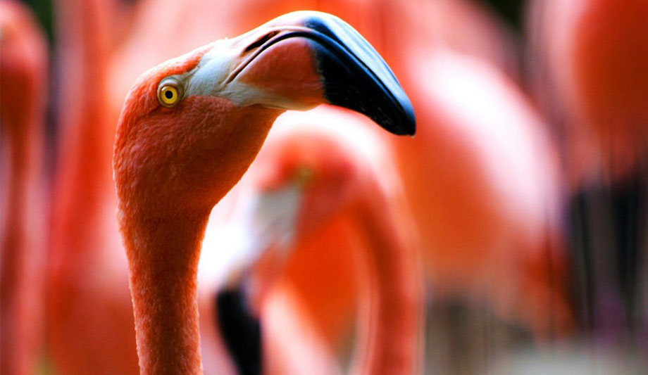 Milestone XProtect And Axis Cameras Ensure Animal Welfare At Dublin Zoo