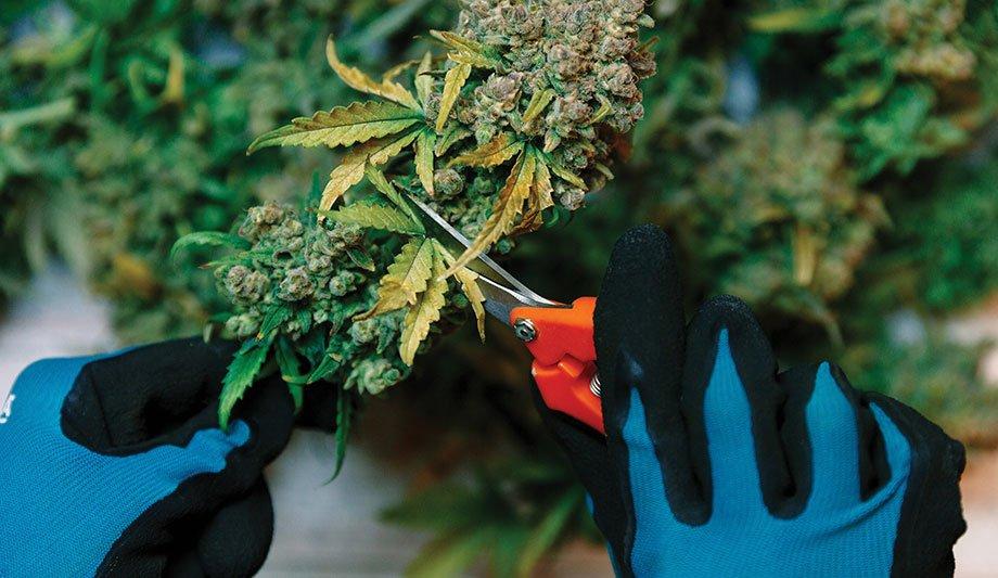 Salient Systems Emphasizes On How Surveillance Solutions Ensure Cannabis Compliance