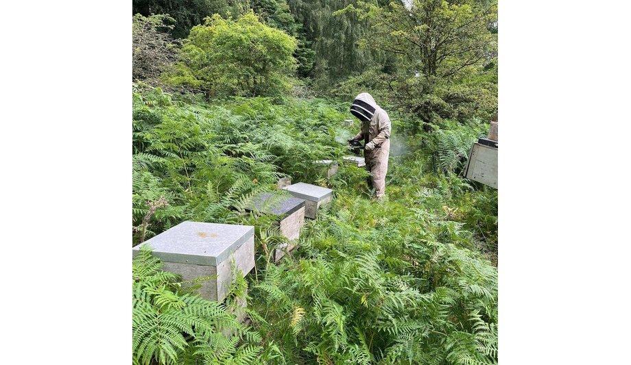 Comelit-PAC’s Sweet Success With Chain Bridge Honey Farm