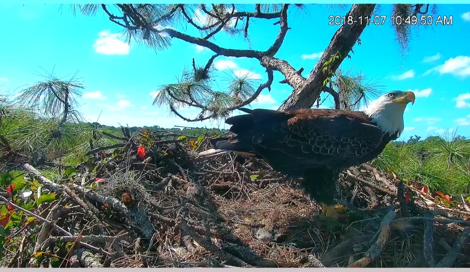 Florida Cattle Ranch Installs Dahua PTZ Cameras For Its Bald Eagles