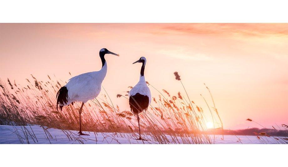 Dahua Technology Helps Protect Wetland Ecology And Bird Migration At A Reserve On The South Bank Of The Yangtze River, In China