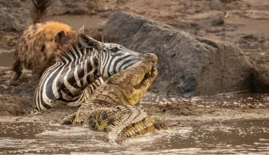 Discover Africa Launches AI-Powered HerdTracker App