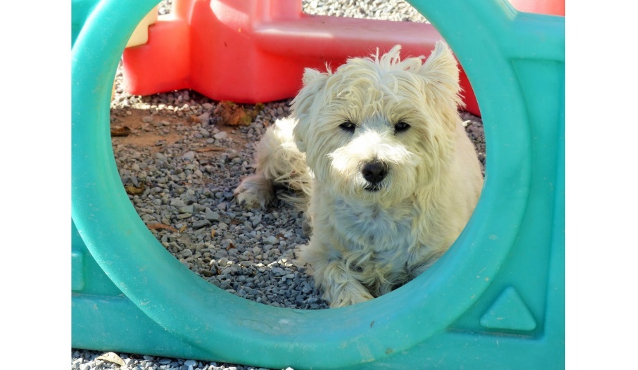 Play Dog EXcellent Completes Security Upgrade With Vicon’s New Valerus VMS