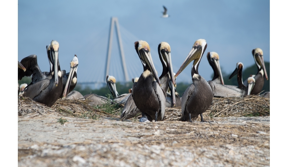 Vicon Industries Installs SN673V-B Cruiser PTZ Camera At Charleston Harbor For The Pelicam Project