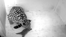Female Amur Leopard And Her Two Cubs At Tallinn Zoo, Estonia