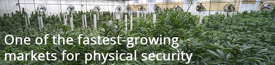 Cannabis and Security