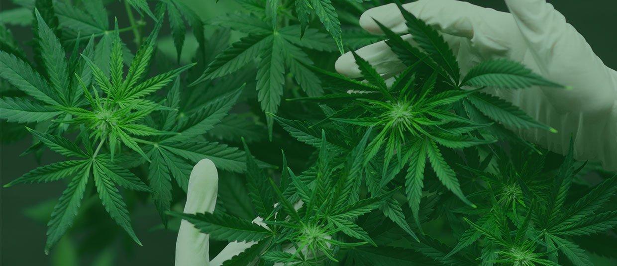 Market Report: Cannabis At A Glance